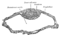 Inner cell mass
