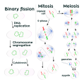 Three cell growth types