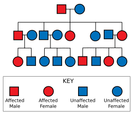 Diagram showing a father carrying the gene and an unaffected mother leading to some of their offspring being affected