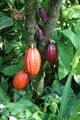 Cocoa pods on a tree