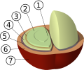 Coffea arabica