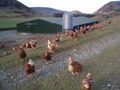 Poultry_farming