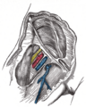 Transversalis fascia