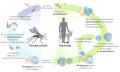 Leishmaniasis life cycle diagram