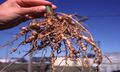 Nematode nodules on roots