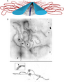 Diagram of a synaptonemal complex