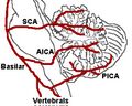 Cerebellar arteries
