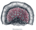 The inferior mesenteric artery and its branches.