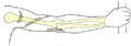Gray's Anatomy illustration of the cubital tunnel