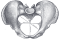 Diagram of the pelvic inlet