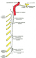 Cervical ganglia illustration