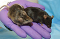 Knockout mouse in laboratory setting