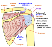 Shoulder joint