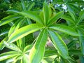 Sterculia foetida leaves
