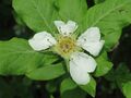 Mespilus germanica