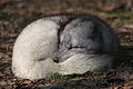Arctic fox in winter coat
