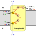 Coenzyme Q – cytochrome c reductase