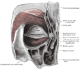 Lacrimal sac