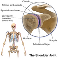 Blausen 0797 ShoulderJoint