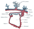 Connecting_stalk