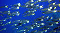 Fish near the beach of Sharm El Naga