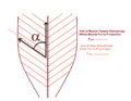 Pennation angle of fibers in pennate muscle
