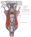 Salpingopharyngeus
