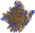 Prokaryotic large ribosomal subunit