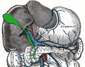 Diagram of bile bladder