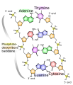 DNA Chemical Structure