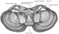 Cerebellar tonsil