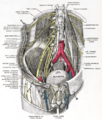 Course of the ilioinguinal nerve