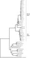 Phylogenetic tree of MUPs
