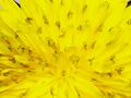 Dandelion Stigma