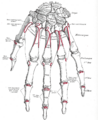 The mucous sheaths of the tendons on the back of the wrist.