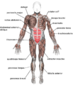 Muscles anterior labeled