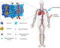 Schematic of therapeutic bacteria strategies against hypoxic tumors