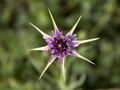 Tragopogon porrifolius specimen