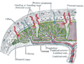Trophoblast