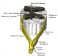 Spinal nerve