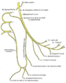 Spinal nerve