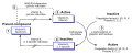 K1 vitamin Mechanism of Action