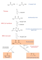 Ketogenesis