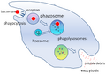 Phagocytosis