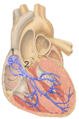 Sinoatrial node