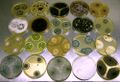 Ascomycetes on agar