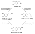 Pathway of dopamine degradation showing the formation of DOPAC.