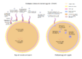 Zygote formation during fertilization