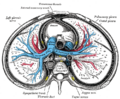 Vagus nerve in the thorax.