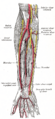 Superficial branch of radial nerve